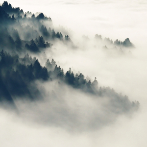 一龙双凤刘晓莉
